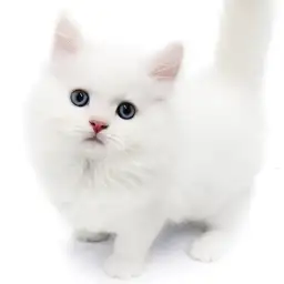 ネヴァマスカレード