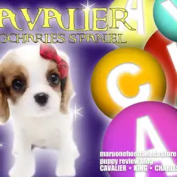 【 キャバリア 】今キャバリアが熱い!明るくフレンドリーみんなの愛され者に注目!