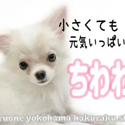 【 チワワ 】小さめチワワちゃん、将来は芸達者?!生後4ヶ月のパワフルわんこ