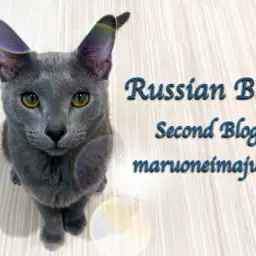 【 ロシアンブルー 】猫との多頭もできる膝の上が大好きな生後9ヶ月の温厚ニャンコ