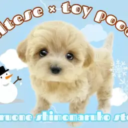 【 MIX 】家族のアイドルになること間違いなし!圧倒的可愛さのマルプーくん!