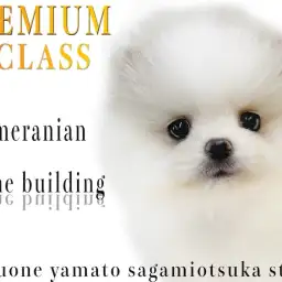 【 ポメラニアン 】マルワンプレミアム認定！人気、可愛さ圧倒的なシロクマ系！