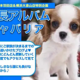 【 キャバリア 】生まれながらに持つ天性の美貌!キャバちゃんの成長日記