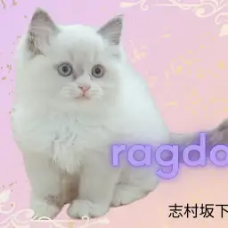 【 ラグドール 】みんなの注目を独り占め!!青い瞳の貴公子が登場♪