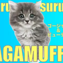 【 ラガマフィン 】ゴージャスBODY!ビューティフルBOY!