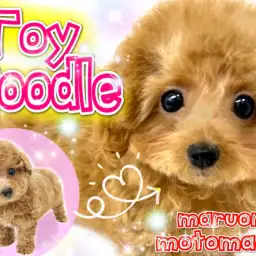 【 トイプードル 】可愛さ急加速!プーちゃん生後3ヶ月になりました!