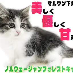 【 ノルウェージャン 】綺麗な薔薇には棘が無い!?美しく優しい究極の美猫がここに