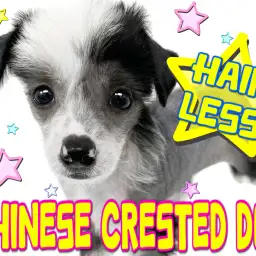 【 チャイニーズクレステッドドッグ 】そのルックスが癖になるチャイクレちゃん!