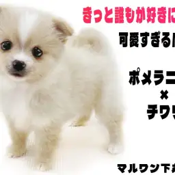 【 MIX 】ポメラニアンっぽさとチワワっぽさが絶妙!可愛すぎるポメチワとは?