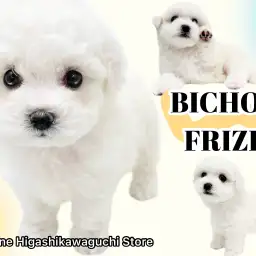 【 ビションフリーゼ 】可愛さプレミアム級！存在感抜群な白い被毛の激カワわんこ！
