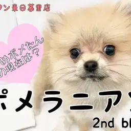【ポメラニアン】小さめ確定困り顔ポメたんの成長記録！