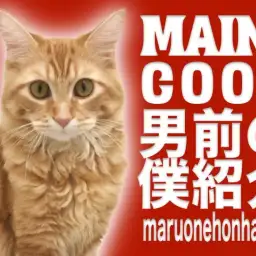 【メインクーン】犬と仲良し・お散歩日課！男前の僕を紹介するぜ！