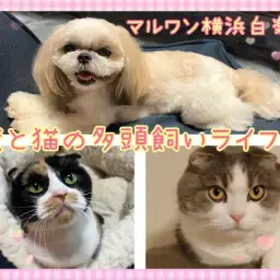 【 スタッフライフブログ 】実はとっても仲良くなれる！犬と猫の多頭飼いライフ