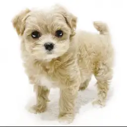 MIX（トイプードル×マルチーズ）