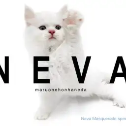 【 ネヴァマスカレード 】サイベリアンに続く次世代のスーパーヒーローはこの子だ!