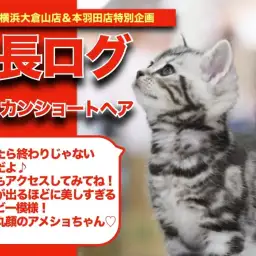 【 アメちゃんの成長アルバム 】美しすぎるシルバータビー!丸顔アメショの成長記!