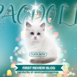 【 ラグドール 】透き通るブルーの瞳とブルーのハチワレジェントルマン!