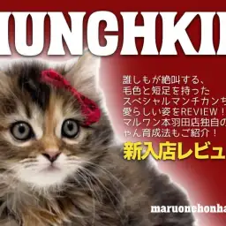 【 マンチカン 】驚愕の毛色と圧倒的な美形で世の人全てを虜にします!