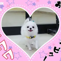 【 チワワ 】 我が推し！遂にお散歩デビュー！フロアのアイドルまっしぐら！