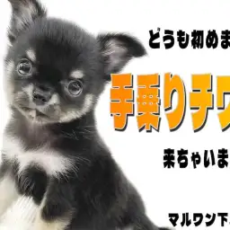 【 チワワ 】手のひらに収まる小さな体と無限大に広がる可愛いすぎる幸せ!