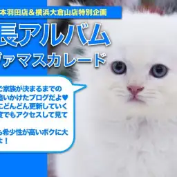 【 ネヴァマスカレード 】スーパー希少ニャンコ現る!ネヴァちゃんの成長日記