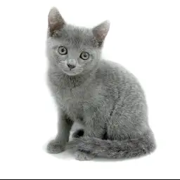 ロシアンブルー