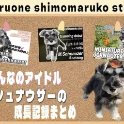 【 ミニチュアシュナウザー 】自慢のアイドル!入店時から現在までの成長記録まとめ