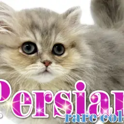 【 ペルシャ 】レアカラーに包まれた「猫の王様」!