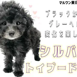 【 トイプードル 】子犬時代は毛色の変化を楽しめる!シルバーカラーの男の子