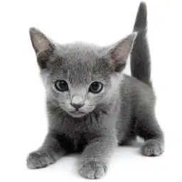 ロシアンブルー