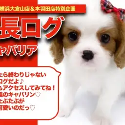 【 キャバリンの成長アルバム 】むちころ!!平和主義のキャバリンの成長記!