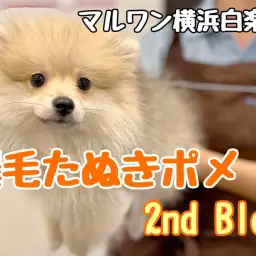 【 ポメラニアン 】その可愛さは止まらない!爆毛たぬきポメちゃんの成長記録