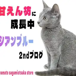 【 ロシアンブルー 】超甘えん坊！スタイリッシュな容姿で性格はコメディアン！