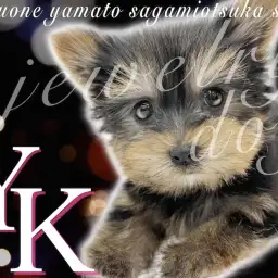 【 ヨークシャーテリア 】体重600g台のヨーキー！ジュエリー級の美貌も注目！