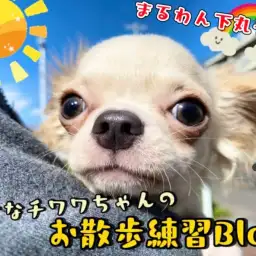 【 チワワ 】お散歩トレーニングに励むミニマムチワワちゃんの3rdブログ！