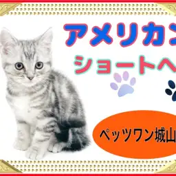 【 アメリカンショートヘア 】アメリカ代表キャットがやってきた!