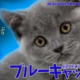 【 ブリティッシュショートヘア 】顔丸・体丸・性格花丸な甘えん坊なブルーキャット!