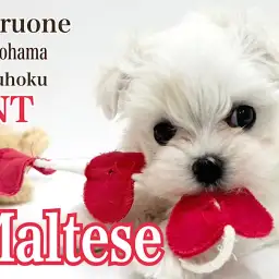 【 マルチーズ 】一目惚れ間違いナシ！白い天使マルチーズの女の子