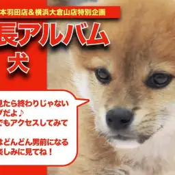 【 柴犬 】弟感満載のおっとりBOY!垂れ耳柴ちゃんの成長アルバム