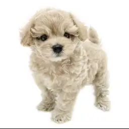 MIX（トイプードル×マルチーズ）