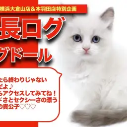 【 ラグちゃんの成長アルバム 】色気ムンムンな青い瞳のラグドールちゃんの成長記!