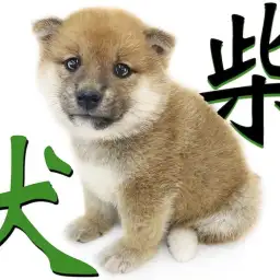 【 柴犬 】凛とした中に感じる愛らしいルックスが良し!忠誠心のある器量もまた良し