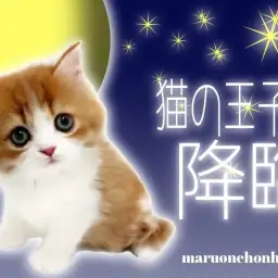 【 ラガマフィン 】茜色の超美少年!東京ナンバーワンの美貌を持った男の子登場!