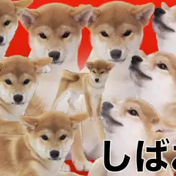 【 柴犬 】糸目・ヒコーキ耳のオンパレード!!人が大好きな柴犬のしばおくん!