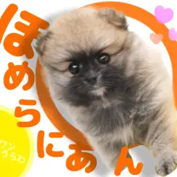 【 ポメラニアン 】オレンジセーブルにぴったりなタヌキ顔！優しい性格の女の子