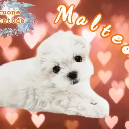 【 マルチーズ 】純白の小さな天使!ぬいぐるみ感満載の女の子