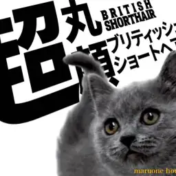 【 ブリティッシュショートヘア 】超丸顔の青いモフモフコートをまとった女の子!