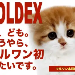 【 フォールデックス 】マルワン初登場!エキゾチック&スコティッシュなにゃんこ!