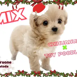 【 mixチワプー 】突然ですが虜になってみませんか?国宝級チワプー登場