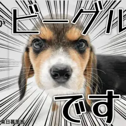 【 ビーグル 】様々なトレーニングが楽しめる元気いっぱいのアクティブ犬代表!